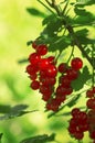 Red currant berries on a branch Royalty Free Stock Photo