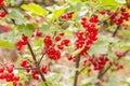 Red currant berries in the garden Royalty Free Stock Photo