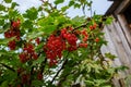 Red currant berries on a branch with green leaves Royalty Free Stock Photo