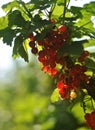 Red currant berries on a branch Royalty Free Stock Photo