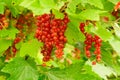 Red currant berries on branches with green leaves Royalty Free Stock Photo