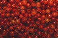 Red currant berries close up. fresh redcurrant macro background