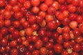 Red currant berries close up. fresh redcurrant macro background