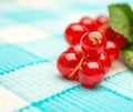 Red currant berries Royalty Free Stock Photo