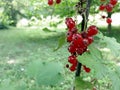 Red currant berries in garden. Healthy foon on plant Royalty Free Stock Photo