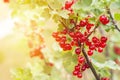 Red currant berries in the garden Royalty Free Stock Photo