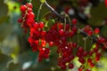 Red currant berries in the garden. Selective fokus Royalty Free Stock Photo