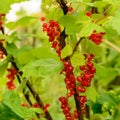 red currant berries among green leaves after rain