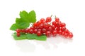 Red currant berries and green leaves on a white background with Royalty Free Stock Photo