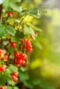 red currant berries grow on a branch of the bush in the summer in the garden. Close-up Royalty Free Stock Photo