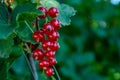 Red currant berries growing on the branch of a bush Royalty Free Stock Photo
