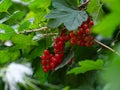 Red currant berries growing on the bush Royalty Free Stock Photo