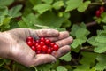 Red currant berries in hand of young boy Royalty Free Stock Photo