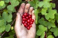 Red currant berries in hand of young boy Royalty Free Stock Photo