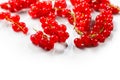 Red currant berries isolated on white background. Fresh and juicy organic redcurrant berry
