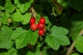 Red currant berries Latin: Ribes rubrum on green leaves background. Red berries close up. Natural fresh products Royalty Free Stock Photo
