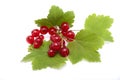 Red currant berries lying on the leaves of currants