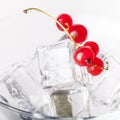 Red currant berries in a martini glass on white background Royalty Free Stock Photo