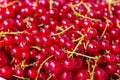 Red currant berries Royalty Free Stock Photo