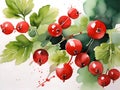 red currant berries Royalty Free Stock Photo