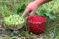 Red currant berries Ribes Rubrum and gooseberries Ribes uva-crispa in glass bowls Royalty Free Stock Photo