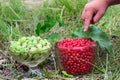 Red currant berries Ribes Rubrum and gooseberries Ribes uva-crispa in glass bowls Royalty Free Stock Photo