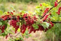 Red currant berries Ribes Rubrum and leaves on a bush Royalty Free Stock Photo