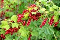 Red currant berries Ribes Rubrum and leaves on a bush Royalty Free Stock Photo