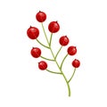 Red currant berries. Set of hand drawn vector illustrations of sprigs of redcurrant with bunch of berries and green