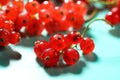 Red currant berries on turquoise background, top view. Fresh and juicy organic redcurrant berry