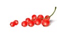 Red currant berries on a white background