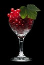 Red currant berries in wine glass on black Royalty Free Stock Photo