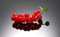 Red currant berry on black background, close up. Fresh and juicy organic redcurrant berries macro shot Royalty Free Stock Photo