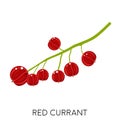 Red currant berry flat icon isolated on white background. Sweet fruit. Eco delicious summer food. Royalty Free Stock Photo