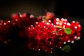 Red currant berry isolated on black background, close up. Fresh and juicy organic redcurrant berries Royalty Free Stock Photo