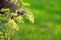 Red currant blossom, blooming garden current bush, European red currant, Cultivated red currant flowers on branch Royalty Free Stock Photo