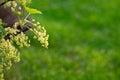 Red currant blossom, blooming garden current bush, European red currant, Cultivated red currant flowers on branch Royalty Free Stock Photo