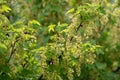 red currant blossom, close-up detail of a small yellow flower and young leaves on a branch of a red currant bush growing in the Royalty Free Stock Photo