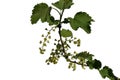 Red currant blossom Royalty Free Stock Photo