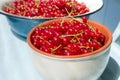 Red currant in bowl