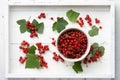 Red currant bowl in a white tray