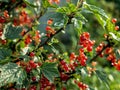 Red currant branch with drops after rain, macro