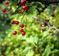 Red currant branch with drops after rain, macro