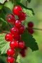 Red currant on a branch in garden. Royalty Free Stock Photo