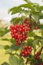 Red currant on branch Royalty Free Stock Photo