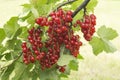 Red currant on branch Royalty Free Stock Photo