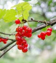 Red currant on a branch Royalty Free Stock Photo