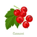 Red currant branch isolated. Vector illustration of fresh ripe berry. Royalty Free Stock Photo