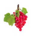 Red currant branch isolated on white Royalty Free Stock Photo