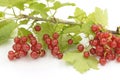 Red currant branch - Ribes rubrum - with berries